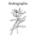 Andrographis paniculata, or king of bitters, ayurvedic herb