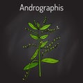 Andrographis paniculata, or king of bitters, ayurvedic herb