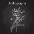 Andrographis paniculata, or king of bitters, ayurvedic herb