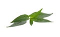 Andrographis paniculata leaf isolated on white background Royalty Free Stock Photo