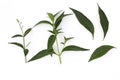 Andrographis paniculata plant, Andrographis paniculata green herbal isolated on white background Royalty Free Stock Photo