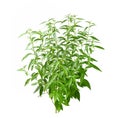 Andrographis paniculata plant isolated on white background Royalty Free Stock Photo