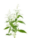 Andrographis paniculata plant on white background.