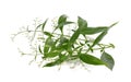Andrographis paniculata plant on white background Royalty Free Stock Photo