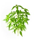 Andrographis paniculata plant on white background Royalty Free Stock Photo