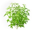 Andrographis paniculata plant on white background Royalty Free Stock Photo