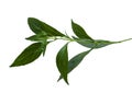 Andrographis paniculata Wall ex Ness Royalty Free Stock Photo