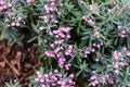 Andromeda polifolia, Bog rosemary flowers close up.