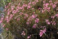 Andromeda polifolia. Bog rosemary flowers on a summer`s day in Yamal