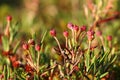 Andromeda polifolia, the bog-rosemary, with red fruits