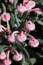 Andromeda polifolia, common name bog-rosemary in the spring garden