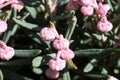 Andromeda polifolia, common name bog-rosemary in the spring garden