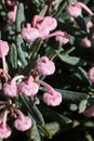 Andromeda polifolia, common name bog-rosemary in the spring garden