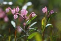 Andromeda polifolia. Flowering plants of a Sunny day on the Yamal Peninsula