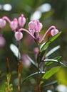 Andromeda polifolia. Flowers plants close-up in the swamp in Siberia