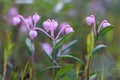 Andromeda polifolia. Flowers plants sun day in Northern Siberia