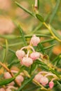 Andromeda polifolia. Plant flowers close up