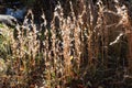 Andropogon virginicus