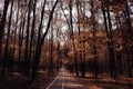 ÃÂ´andscape autumn in golden forest