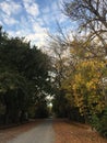 Andscape of a country road in autumn