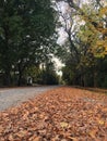 Andscape of a country road in autumn