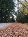 Andscape of a country road in autumn