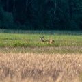 Andscape with green field and roe deer in the distance