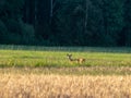 Andscape with green field and roe deer in the distance