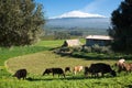 Andscape with livestock and snowy volcano etna