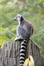 Lemur catta Royalty Free Stock Photo