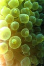 Anemone bubble