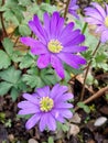 Anemona blanda or Balkan anemone