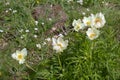 Anemona cantabrica or Anemone pavoniana flowering plant in the spring