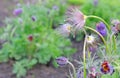 Anemona pulsatilla Royalty Free Stock Photo