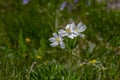 Anemonastrum narcissiflorum narcissus anemone flowering plant, white yellow petal wild alpine flowers in bloom