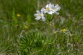 Anemonastrum narcissiflorum narcissus anemone flowering plant, white yellow petal wild alpine flowers in bloom