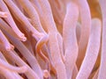 Anemone Royalty Free Stock Photo