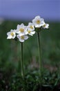 anemone Royalty Free Stock Photo