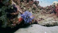 Anemone actinium close up underwater on deep sea of nature Philippines.