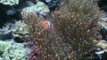 Anemone actinium and clownfish underwater on deep sea in Philippines.