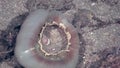 Anemone actinium in form of a sphere on deep sea in Philippines.