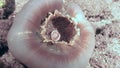 Anemone actinium in form of a sphere underwater on deep sea in Philippines.