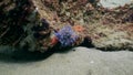 Anemone actinium underwater on deep sea of nature Philippines.