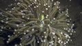 Anemone actinium underwater on deep sea of nature Philippines.