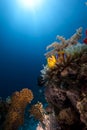 Anemone, anemonefish and wide ocean