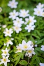 Anemone april flowers