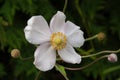 Anemone arachnid Anemone tomentosa one flower Royalty Free Stock Photo