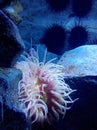 Anemone being watched over by the Sea Urchins
