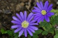 Anemone blanda Royalty Free Stock Photo