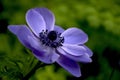 Anemone blanda Royalty Free Stock Photo